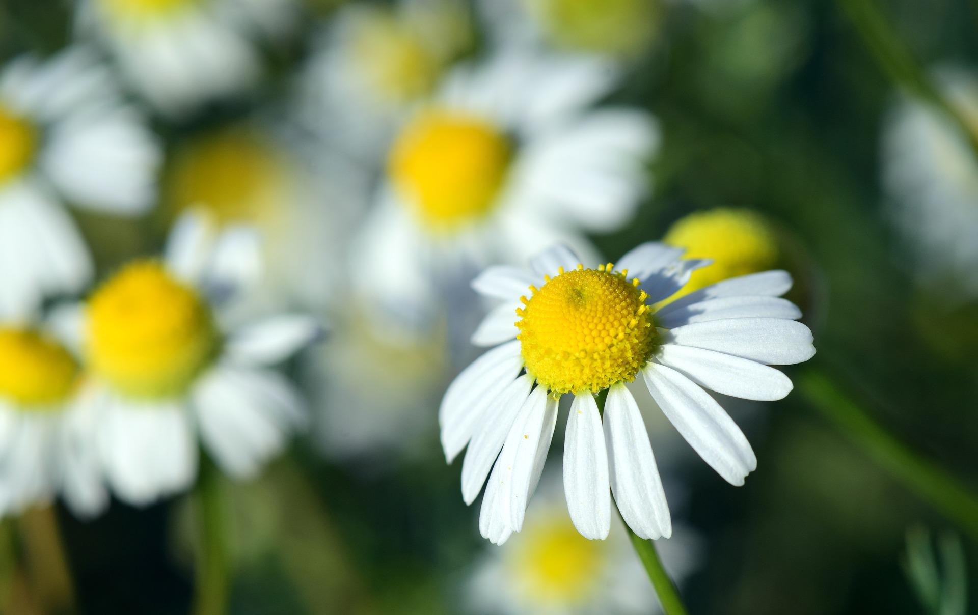 MODERNE NATUURGENEESKUNDE – DE KRACHT VAN ZELFZORG