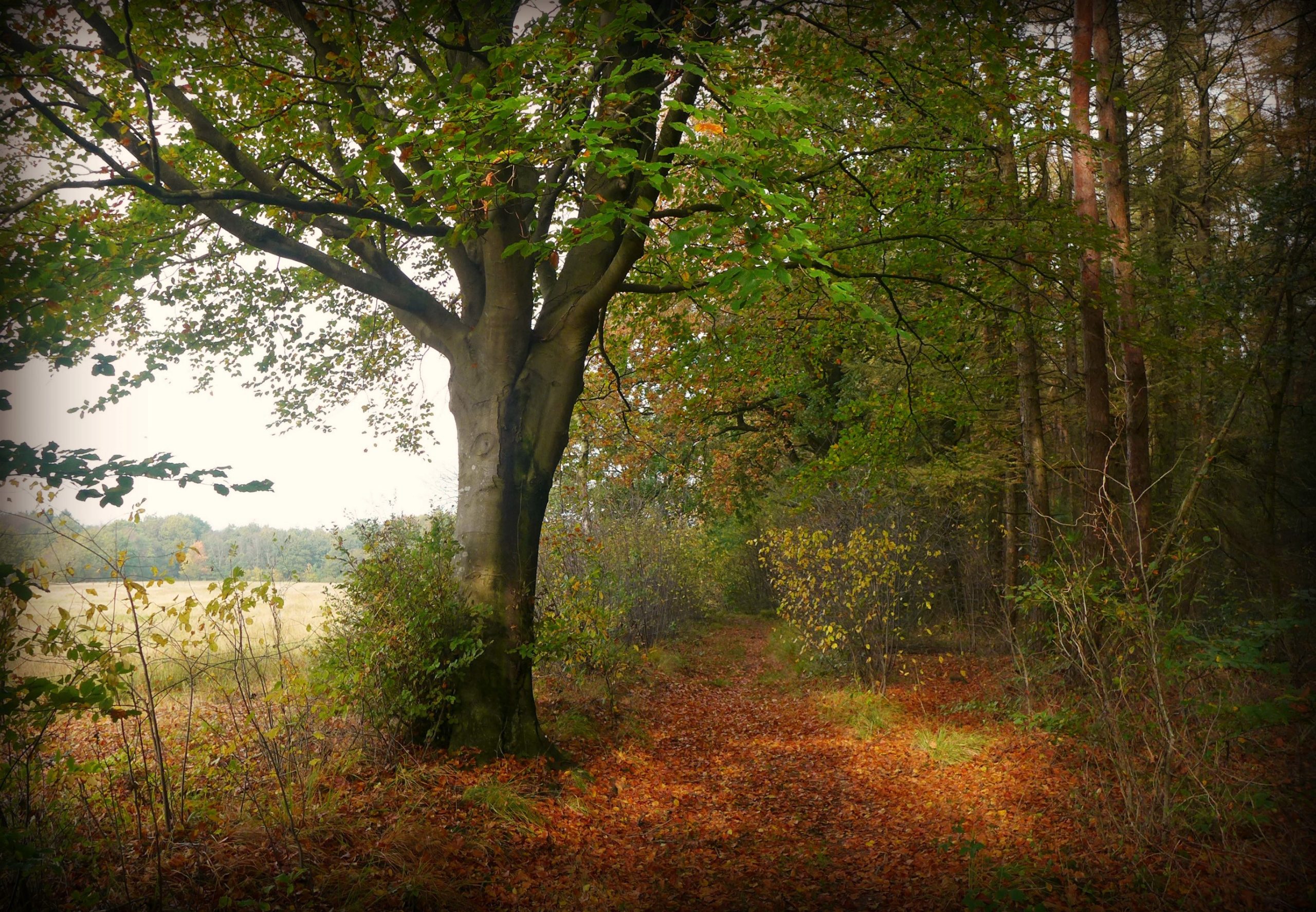 BALANS IN DE HERFST